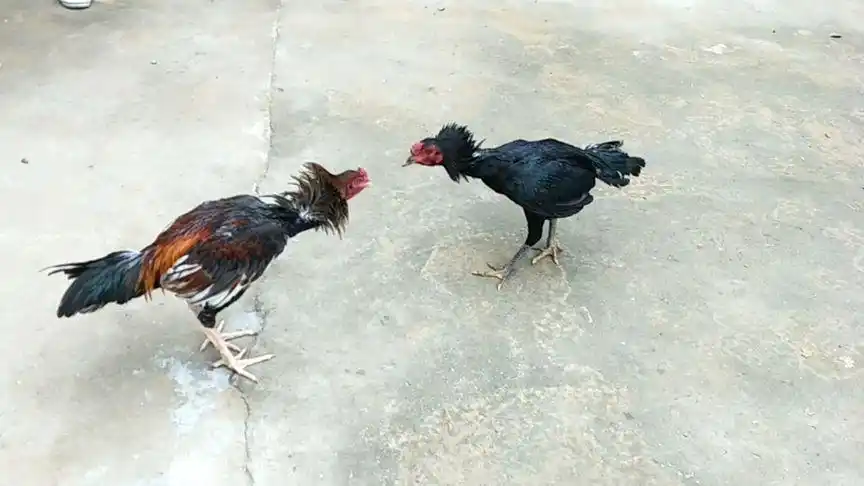 阿轩养殖斗鸡,六斤多的两只青年鸡小黑和白腿,它俩都是第一次哟