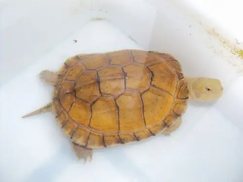 请欣赏龟友吼石堂繁育的黄喉拟水龟苗61