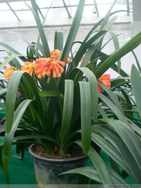 垂笑君子兰的分布范围