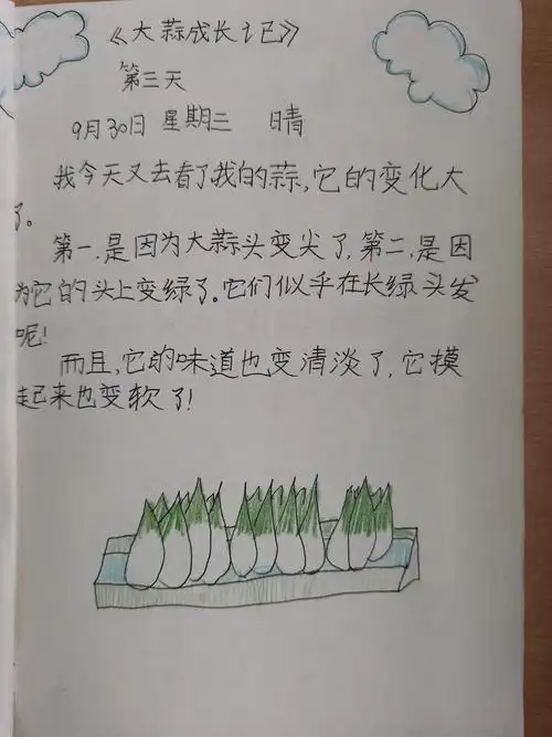 第三单元习作——大蒜观察日记