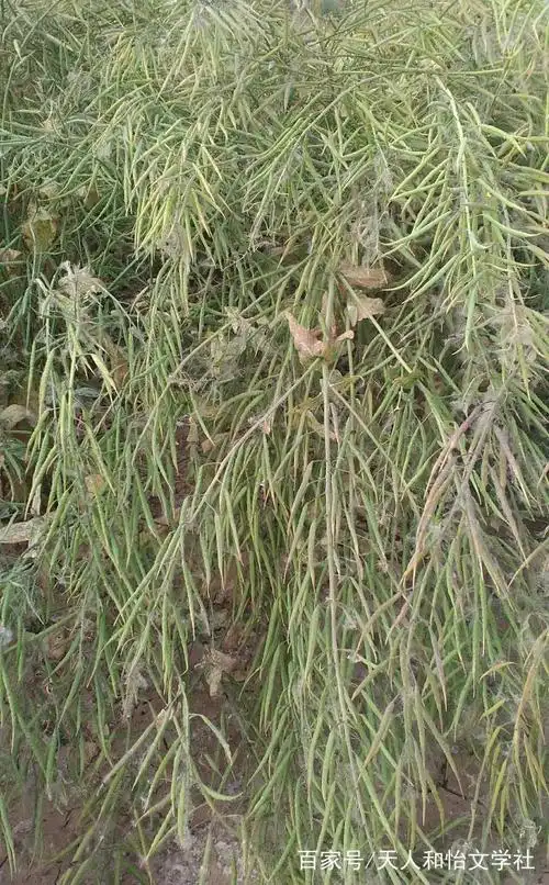 油菜花期果期之美