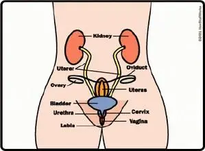 由于卵巢的位置是在盆腔内,肿瘤较小的时候不易被人发觉,因此初期卵巢