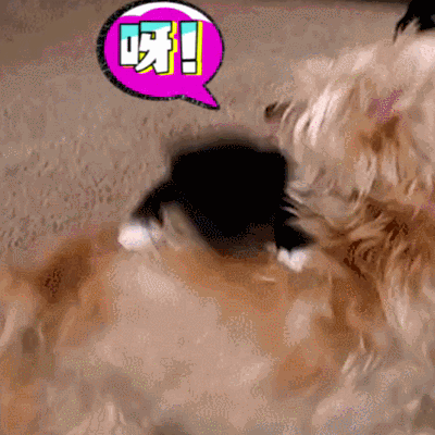 狗狗萌宠咬你啥东西gif动图_动态图_表情包下载_soogif