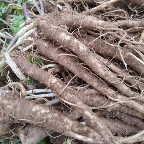 桔梗三年生新鲜桔梗500克伏牛山农家现挖原生态高海拔狗宝咸菜干 新鲜