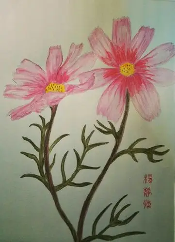 肥胖的波斯菊