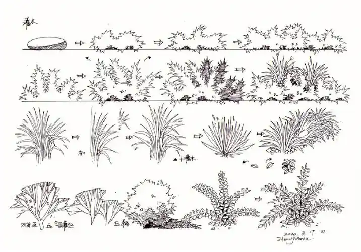 景观设计  #景观快题  #植物景观绘聚手绘景观基础植物表达,概括
