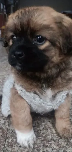 领养哈巴土狗的串串浙江求领养