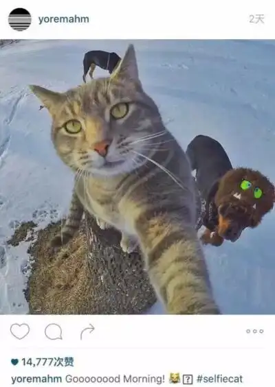 猫说- 堆糖,美图壁纸兴趣社区