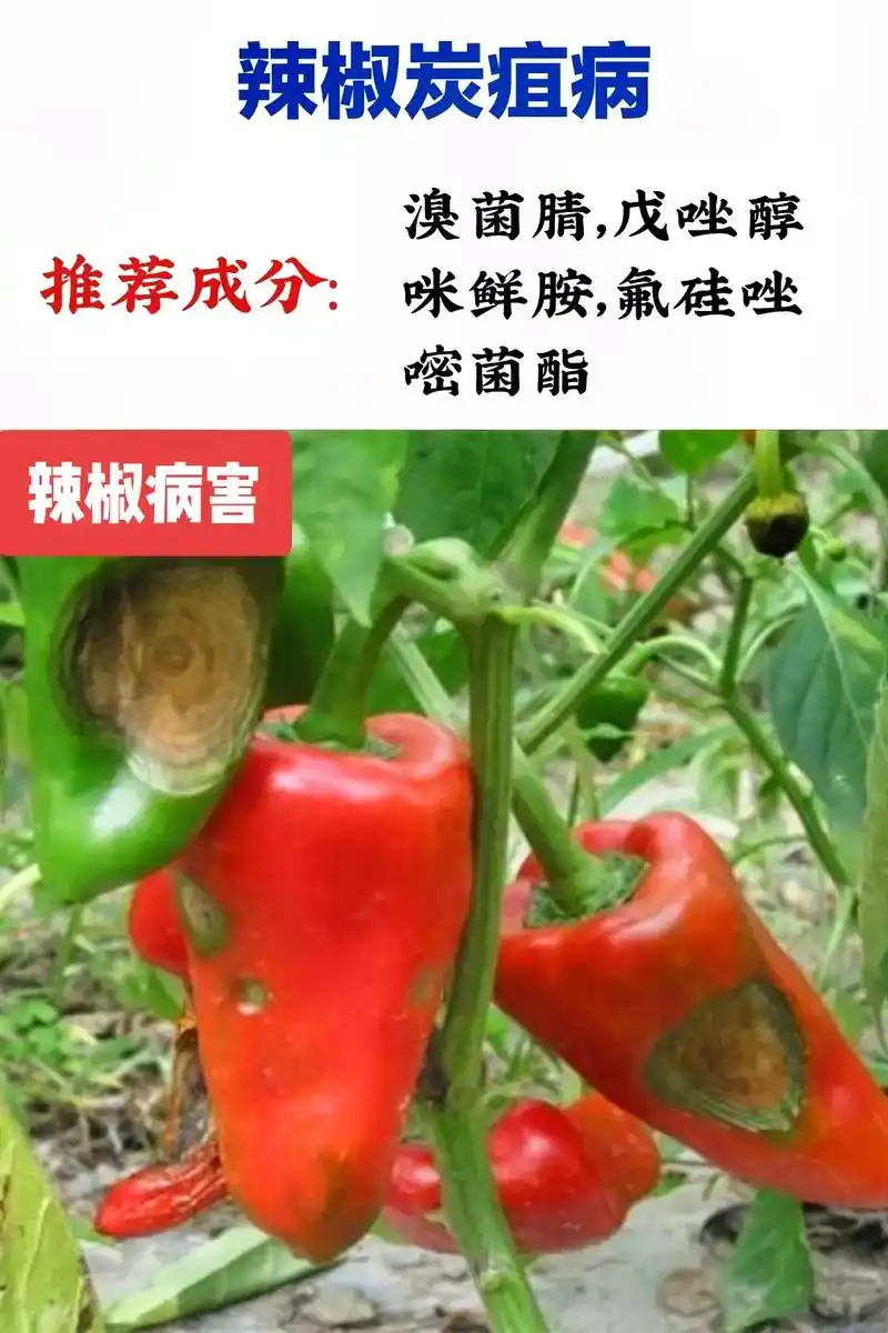 抖音图文来了  辣椒病害及防治方法. - 抖音