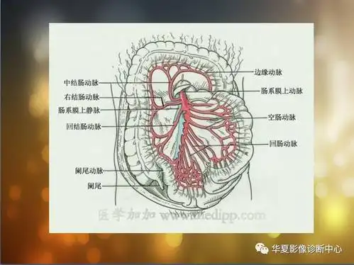 最全的腹部血管解剖图谱伴cta图赶紧收藏了二