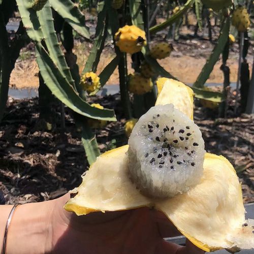 海南稀有山野新鲜燕窝果麒麟果黄色皮火龙果热带新鲜水果顺丰包邮