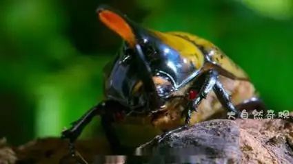 一只会比武招亲的大力独角仙