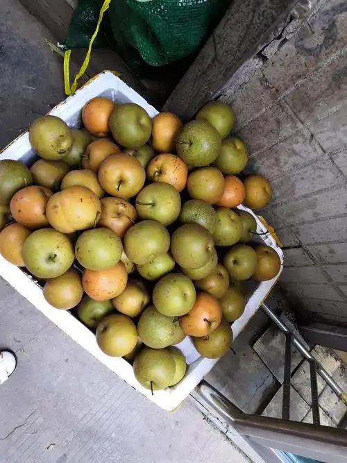 我爱黄花梨水果