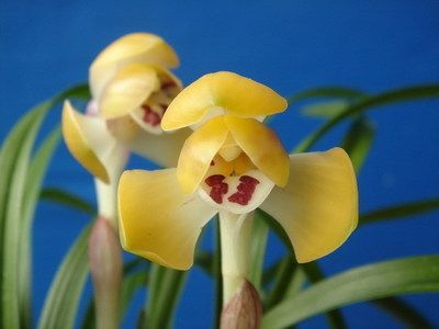 清仓价高品质兰花 兰花 春兰黄荷(富贵之光)浓香型