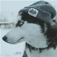 蠢萌可爱二哈头像