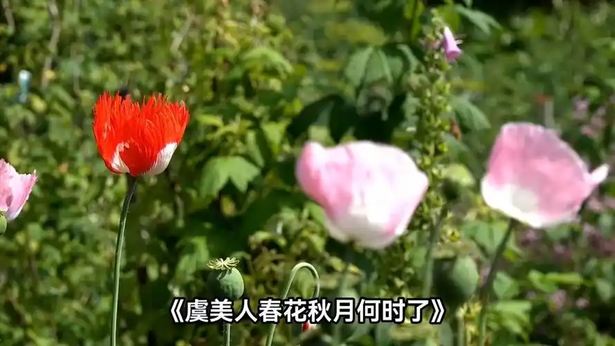 《虞美人·春花秋月何时了》【作者】李煜【朝代】五代十国