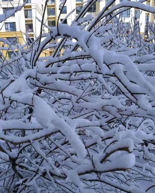 2021年3月1日张家口蔚县春雪景致
