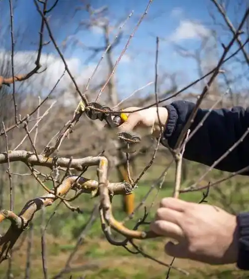 了解果树各枝条的功能修剪前必修课
