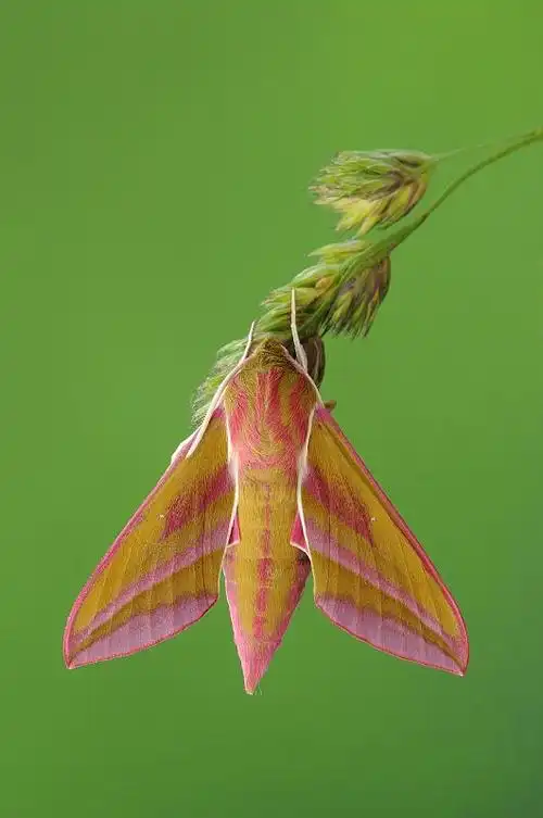 象鹰蛾,成虫,栖息在草茎上,牛津郡,英国,英国,欧洲图片下载