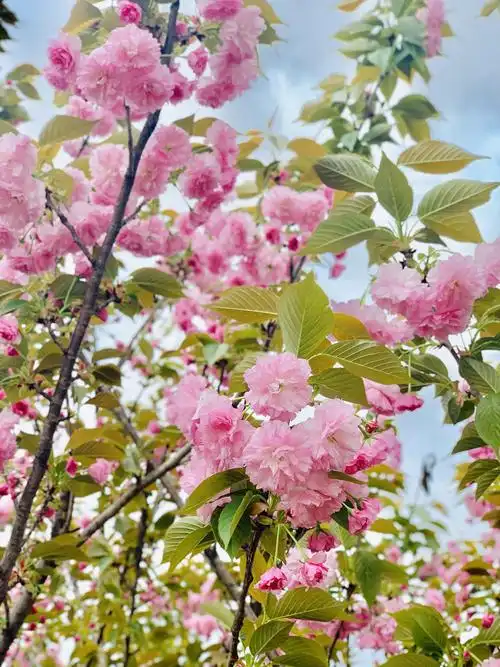 春天到了让我们来感受一下大自然的美丽吧