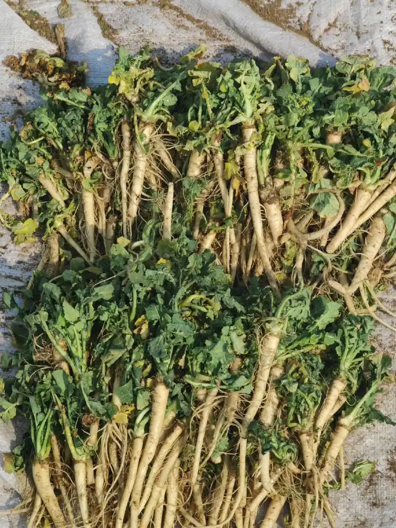 年轻人烤过着玩意吃么?#春天的味道#油菜根 - 抖音