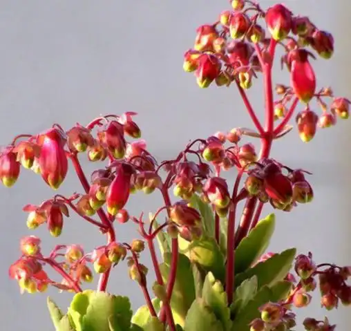 1种适合春季养的宫廷花颜值吊打长寿花能开120天不败