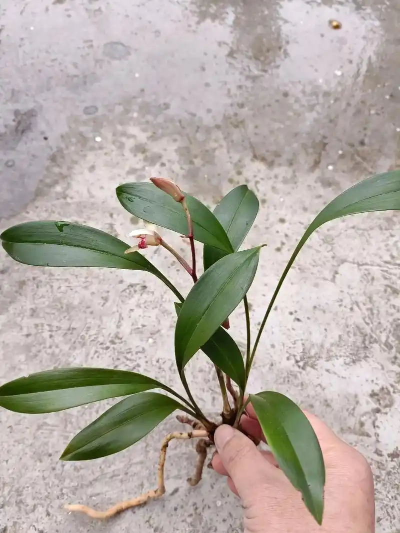 兔耳兰飘逸叶型叶钝尖小汤匙形飘逸外拓刚柔相济花叶搭配很优美