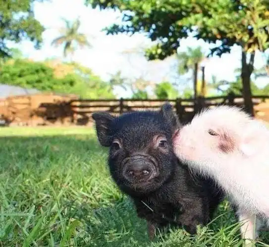 主人家两只可爱的猪宝宝 非常萌 网友:又是一大碗狗粮!