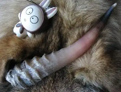 婴幼儿退烧赛加羚羊角辟邪狼牙年年升值年年涨价