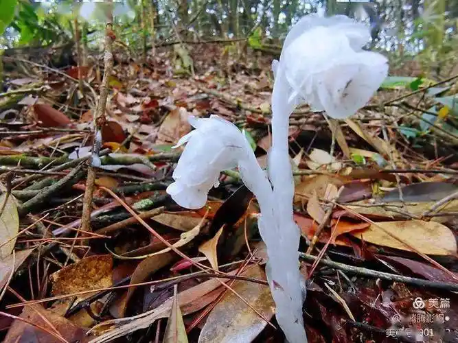 永安大山深处幽灵之花水晶兰