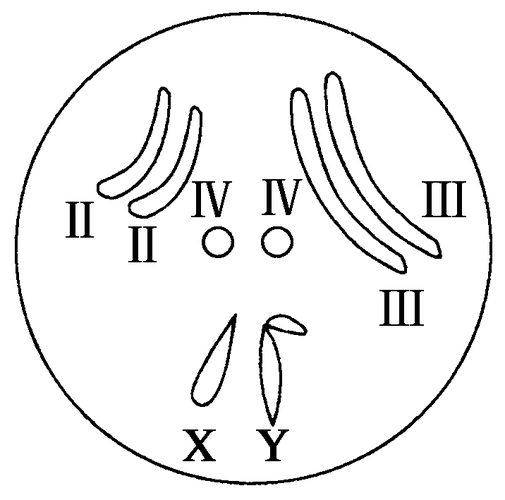 2013--2014 生物必修2同步练习5-2染色体变异 答案(用)