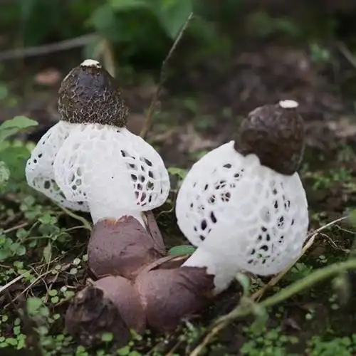 鬼笔菌目_腹菌纲_担子菌亚门_担子菌门_真菌界_真核生物域_四域系统