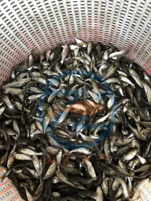 品种鳙鱼产地/厂家广州众汇水产货号zh-8016动物种类鱼类商品属性广东