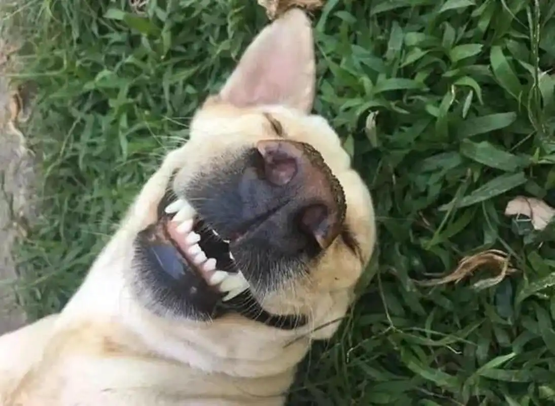 趣图搞笑# #搞笑萌宠# #狗狗