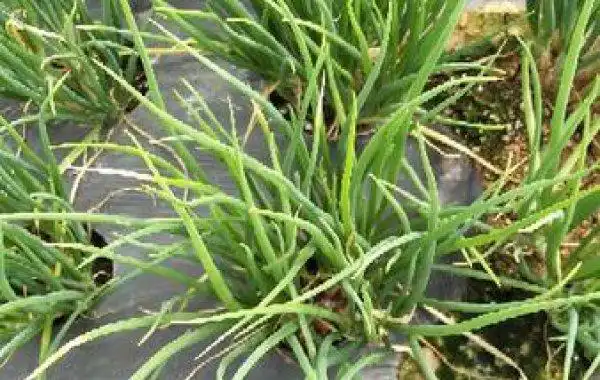 霜霉疫病引起,可用百泰,科佳,甲霜灵锰锌,氟吗啉,杀毒钒等霜霉药防治