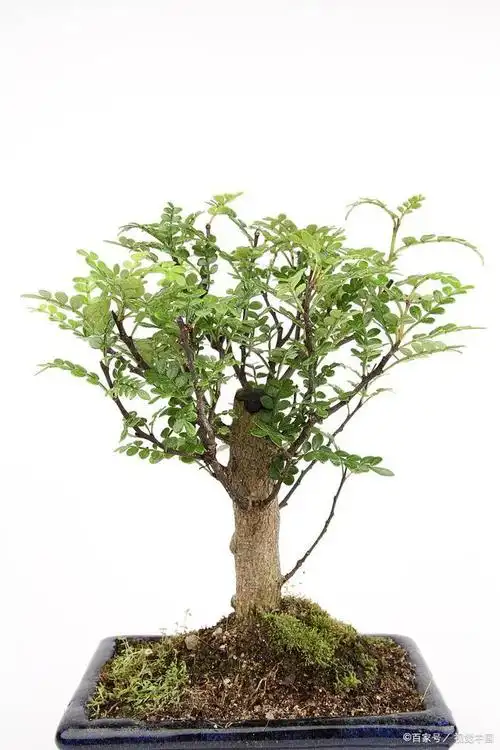 清香木和胡椒木的区别在哪里,一起来了解一下吧