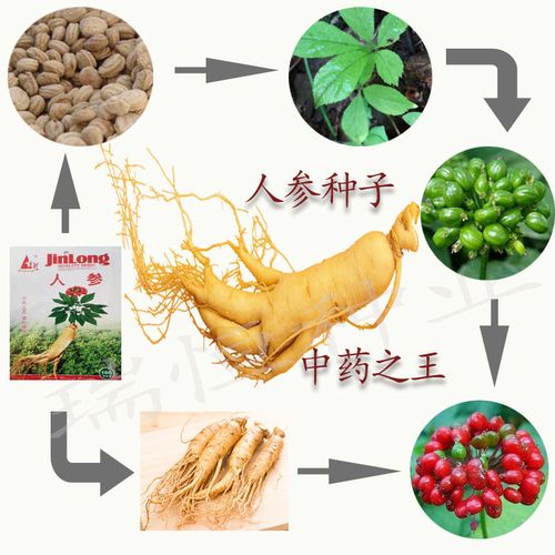 人参种子东北长白野山参西洋参药材四季播家庭阳台盆栽种植包邮