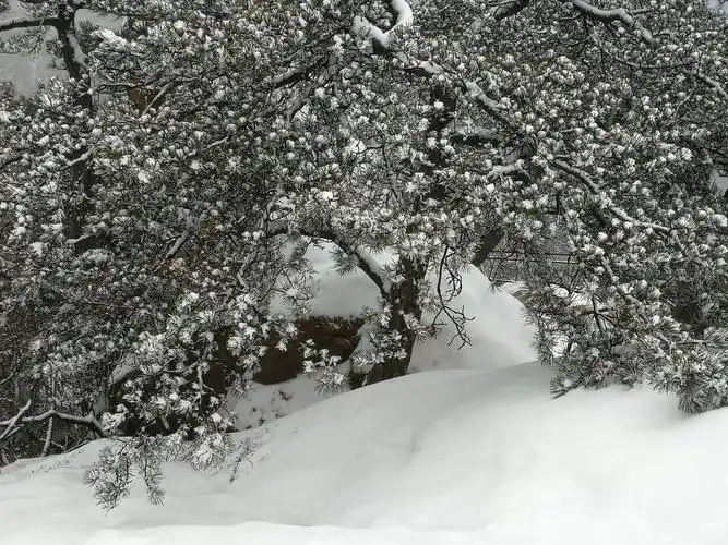 冬语:北风吹,雪花飘