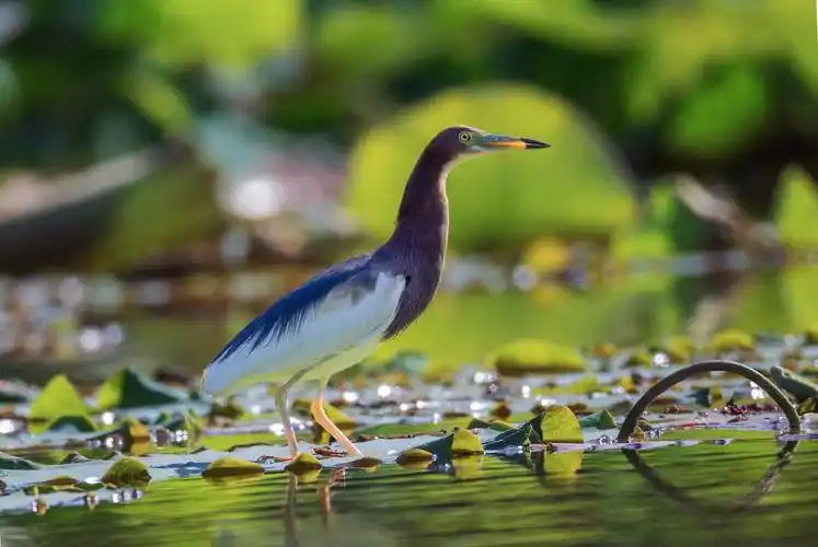 西昌湿地鸟类-池鹭