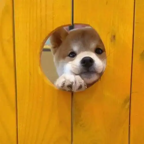 可爱动物头像男生,男生头像动物可爱头像 - 好看的微信头像男动物