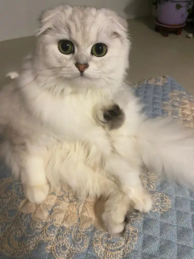 金吉拉 听说评论区可以评论图片啦  可以让我看看你家猫猫嘛 - 抖音