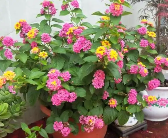 若想养好五色梅盆栽该满足哪些条件