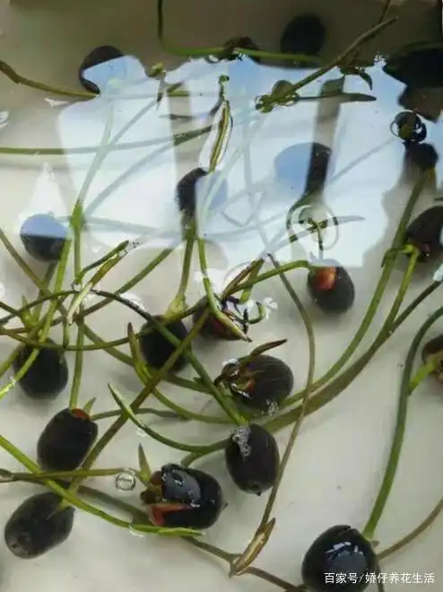 夏天到了,娇美又清香的小荷花——碗莲,该出世了!