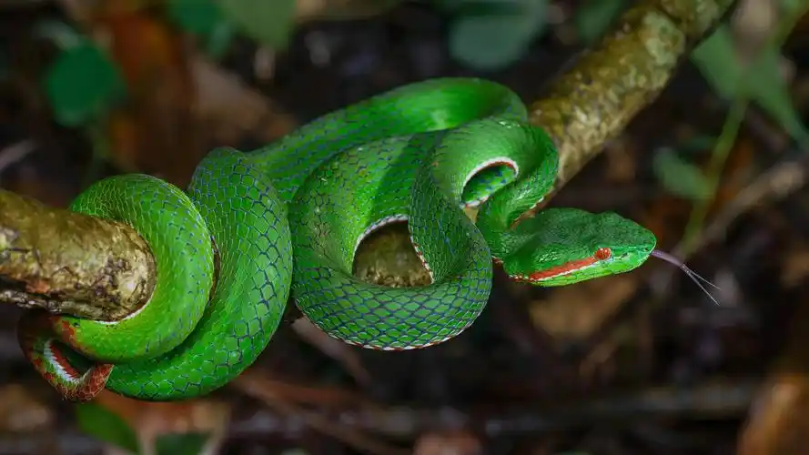 树干上的泰国红眼绿坑毒蛇