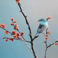 找一个有鸟有花高山流水的头像 - 副本_微信头像图片大全