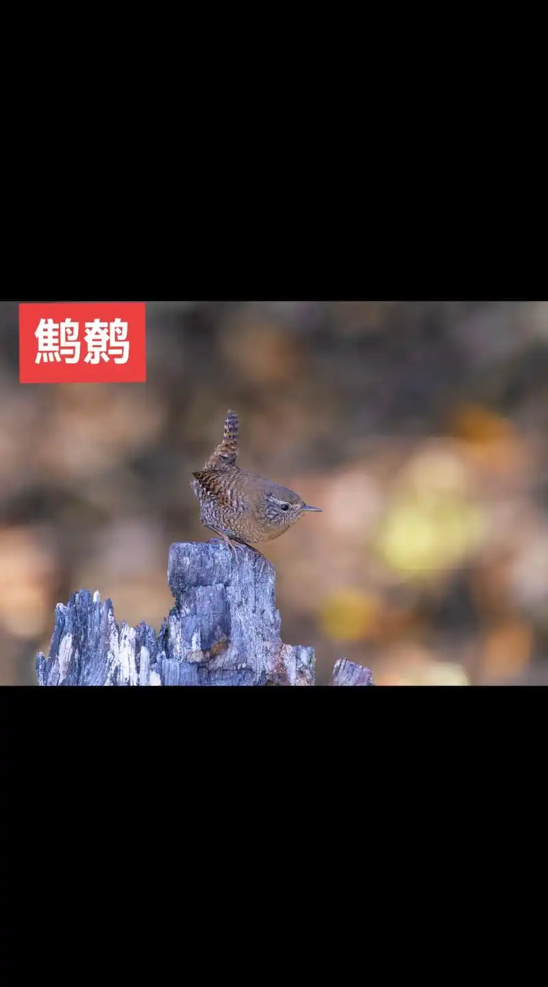 鹪鹩(学名:troglodytes troglodytes)