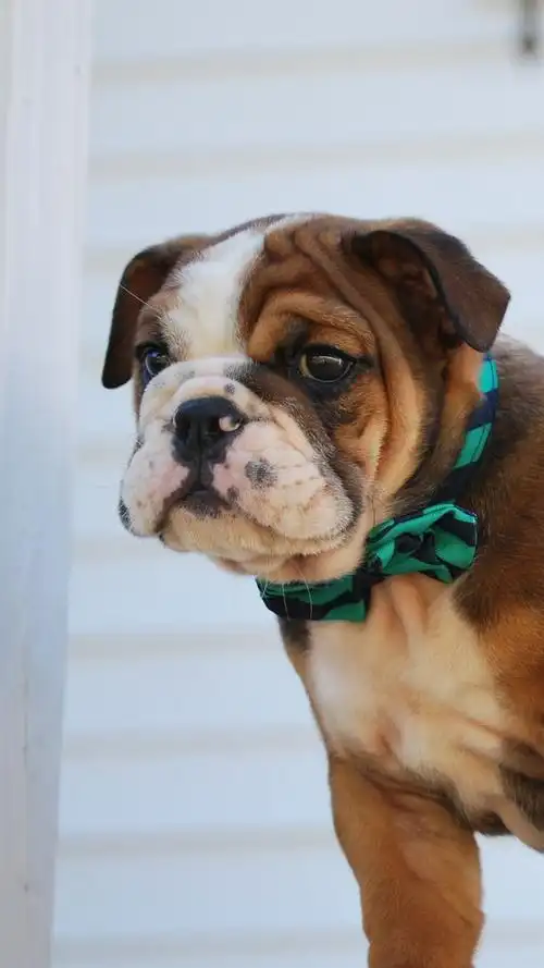 牛头犬,小狗,宠物 iphone 壁纸