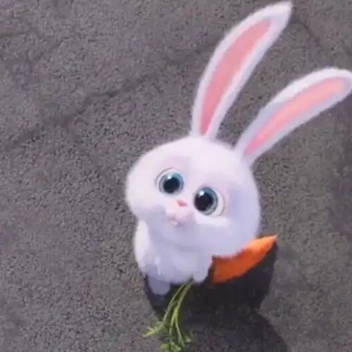 萌宠大机密兔子头像爱宠大机密兔子头像无水印