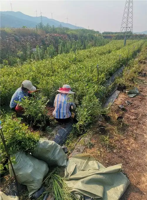 北高丛蓝莓苗适合在哪里种植