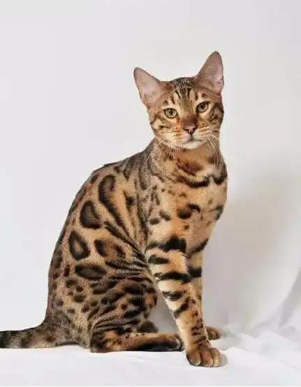 世界上珍贵的十种猫你见过几种?第一名太不要脸了